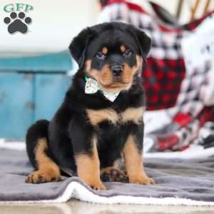 Kobe, Rottweiler Puppy